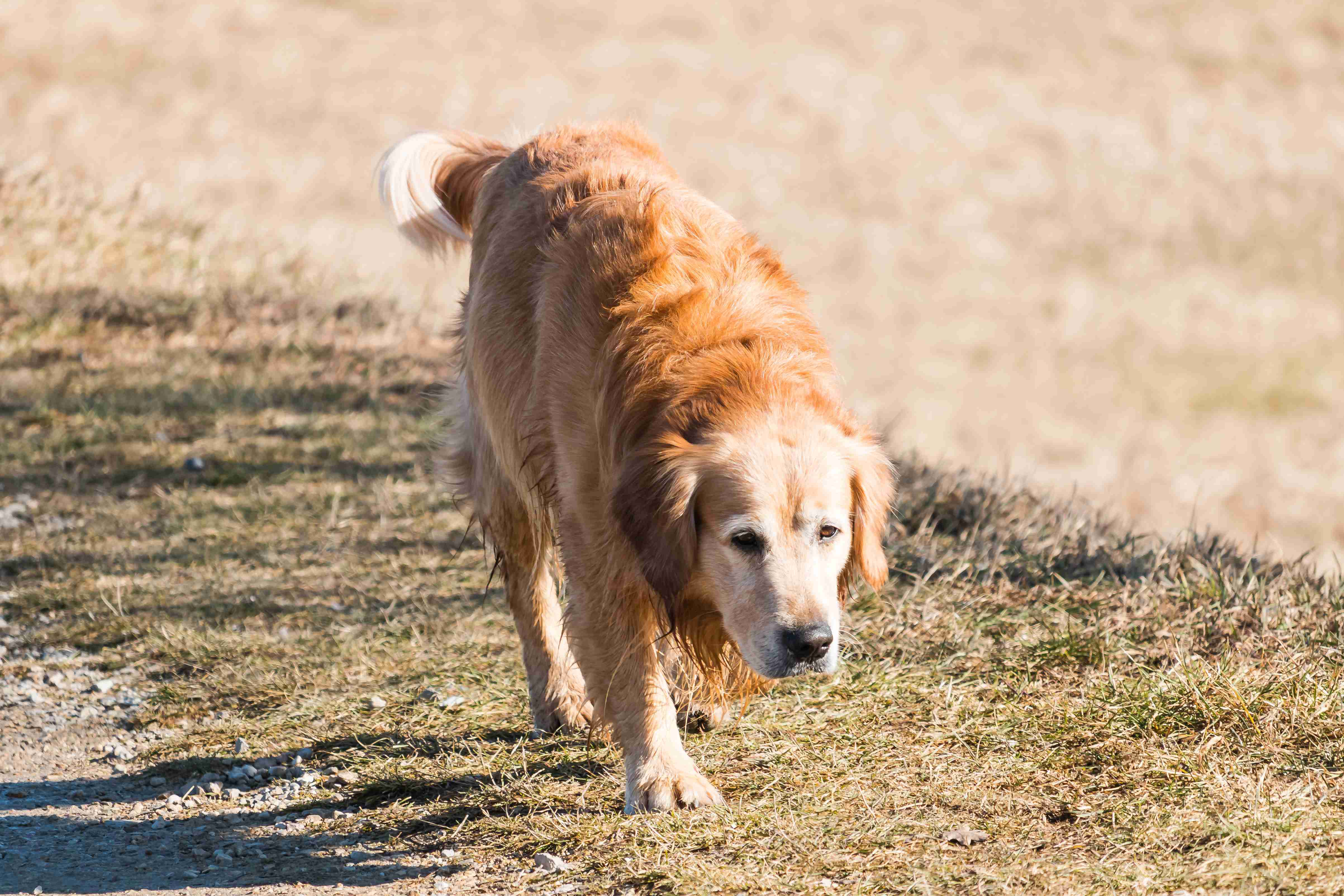Golden Retriever Puppy Training: Tips for Developing a Strong Work Ethic for Tasks and Sports